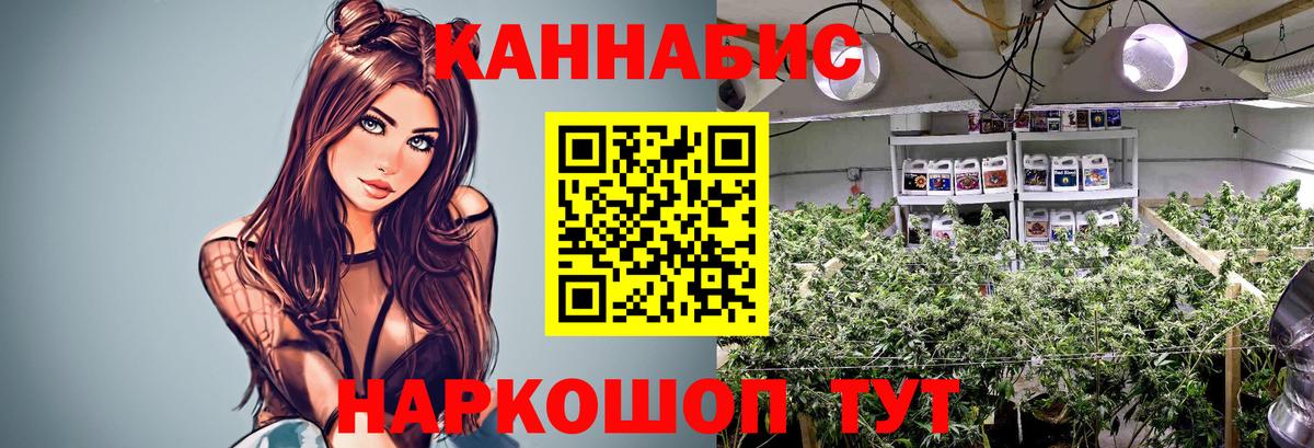 Канабис сатива Чистополь